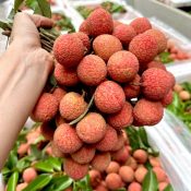 Vải thiều hữu cơ