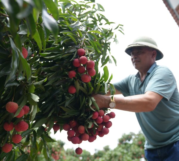 Những chùm quả đỏ au ngon mắt