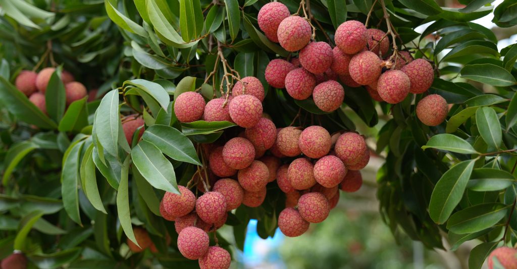Vải Thanh Hà: vị ngọt Hải Dương