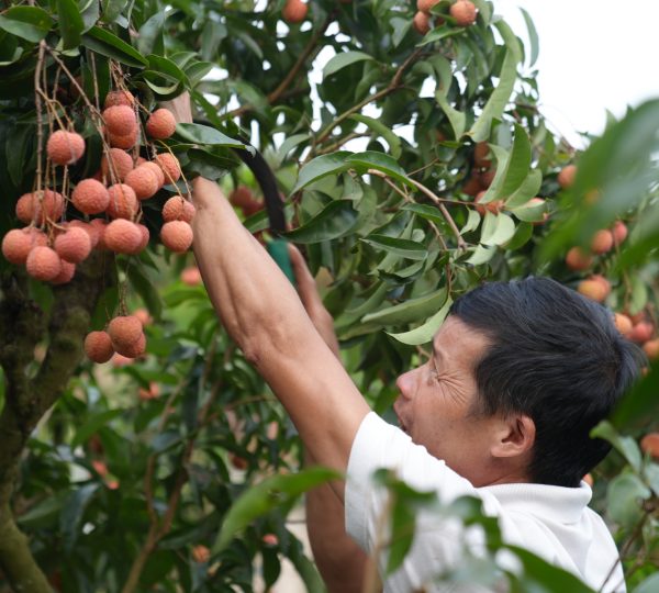 Chất lượng đi đầu