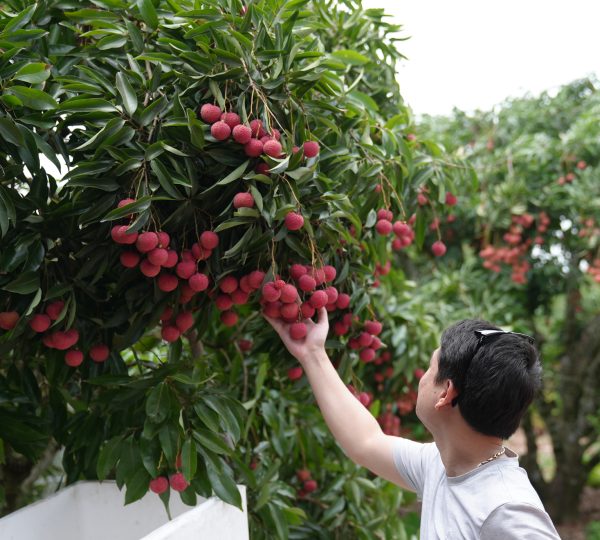 Vải thiều sai quả