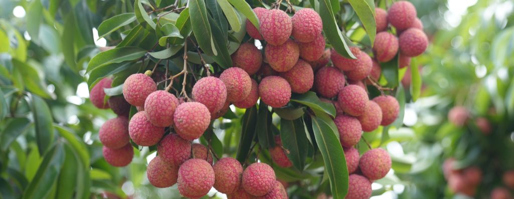 Công dụng của vải thiều đối với sức khỏe