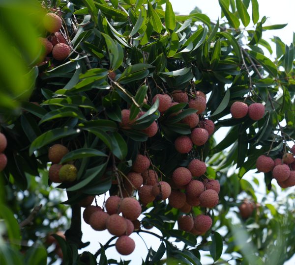 Vải sai trĩu quả