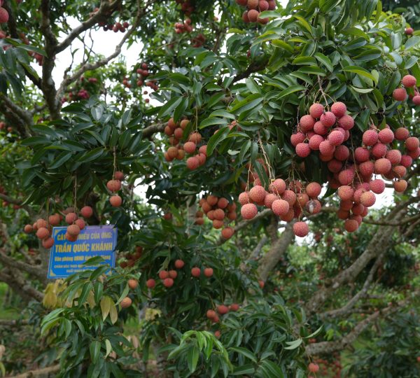 Mang quả lành đến với quý khách hàng