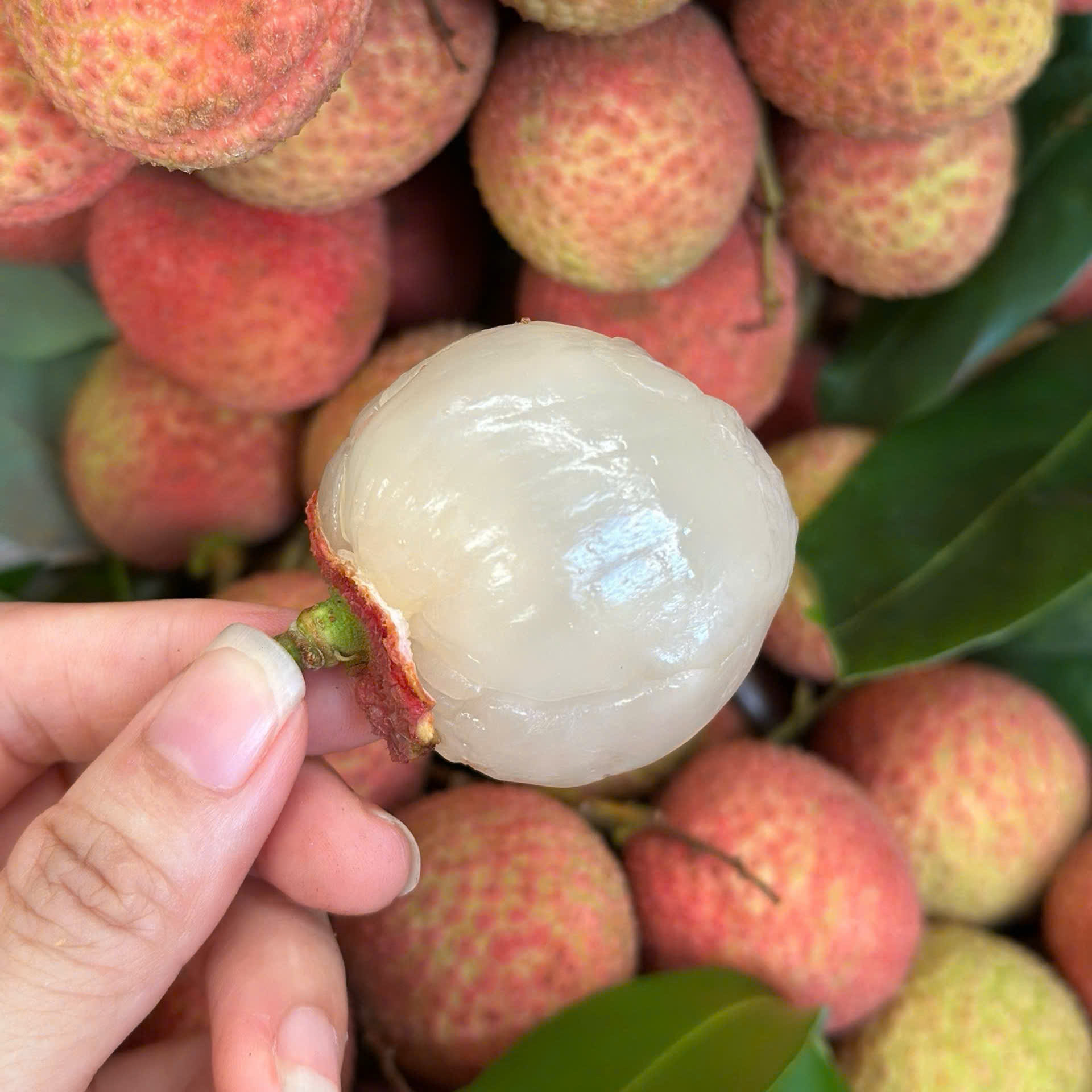 Vải U Trứng Gai