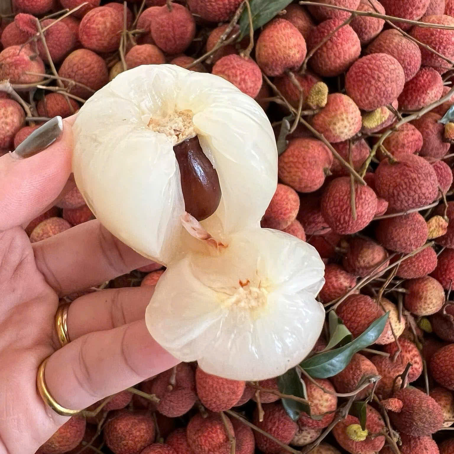 Vải Trứng Hưng Yên