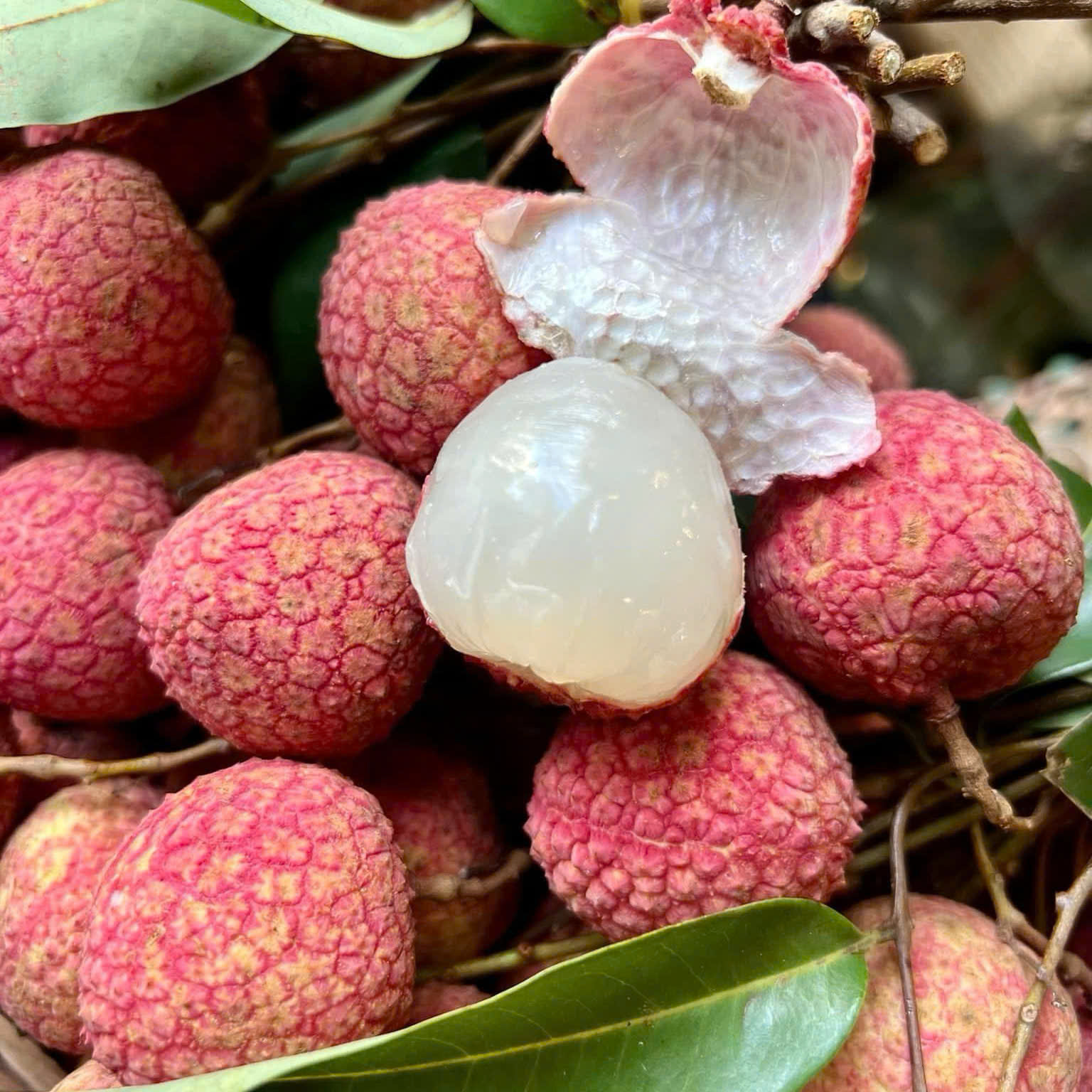 Vải thiều Bắc Giang