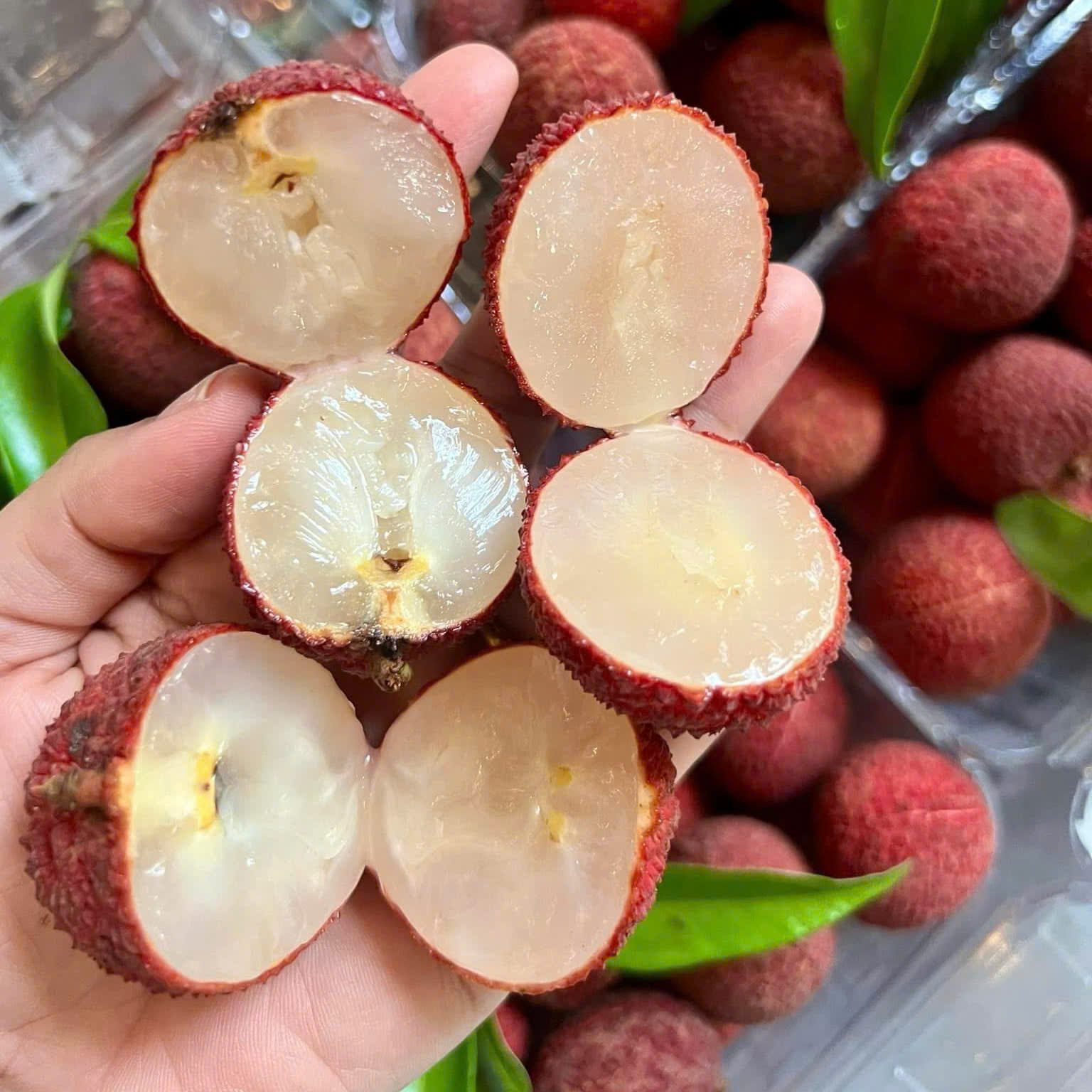 Vải Ngọc Thanh Hóa