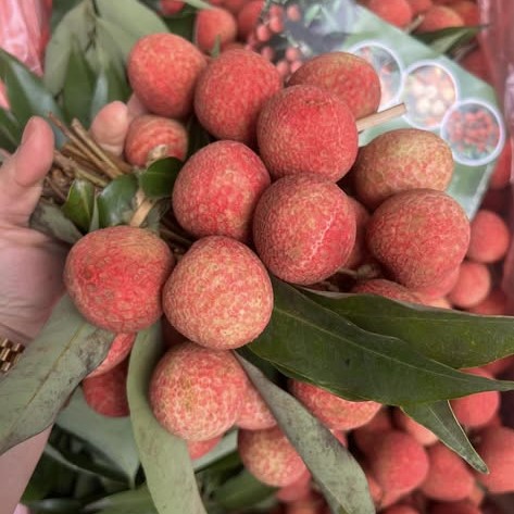 Vải U Trứng Trắng